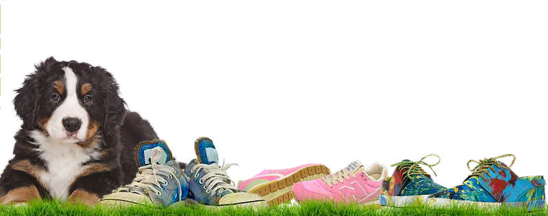 immagine di un cane e scarpe da ginnastica