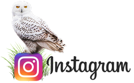 collegamento a Instagram