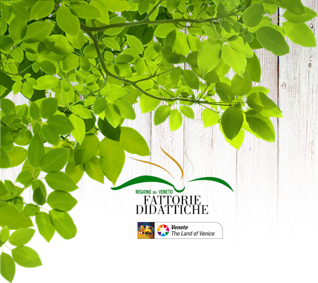 immagine di un ramo con foglie