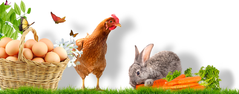 immagine di animali da cortile
