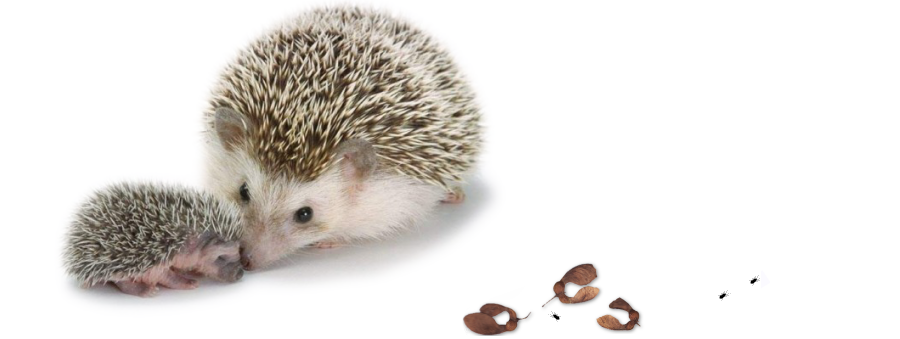 immagine di mamma e cucciolo porcospini